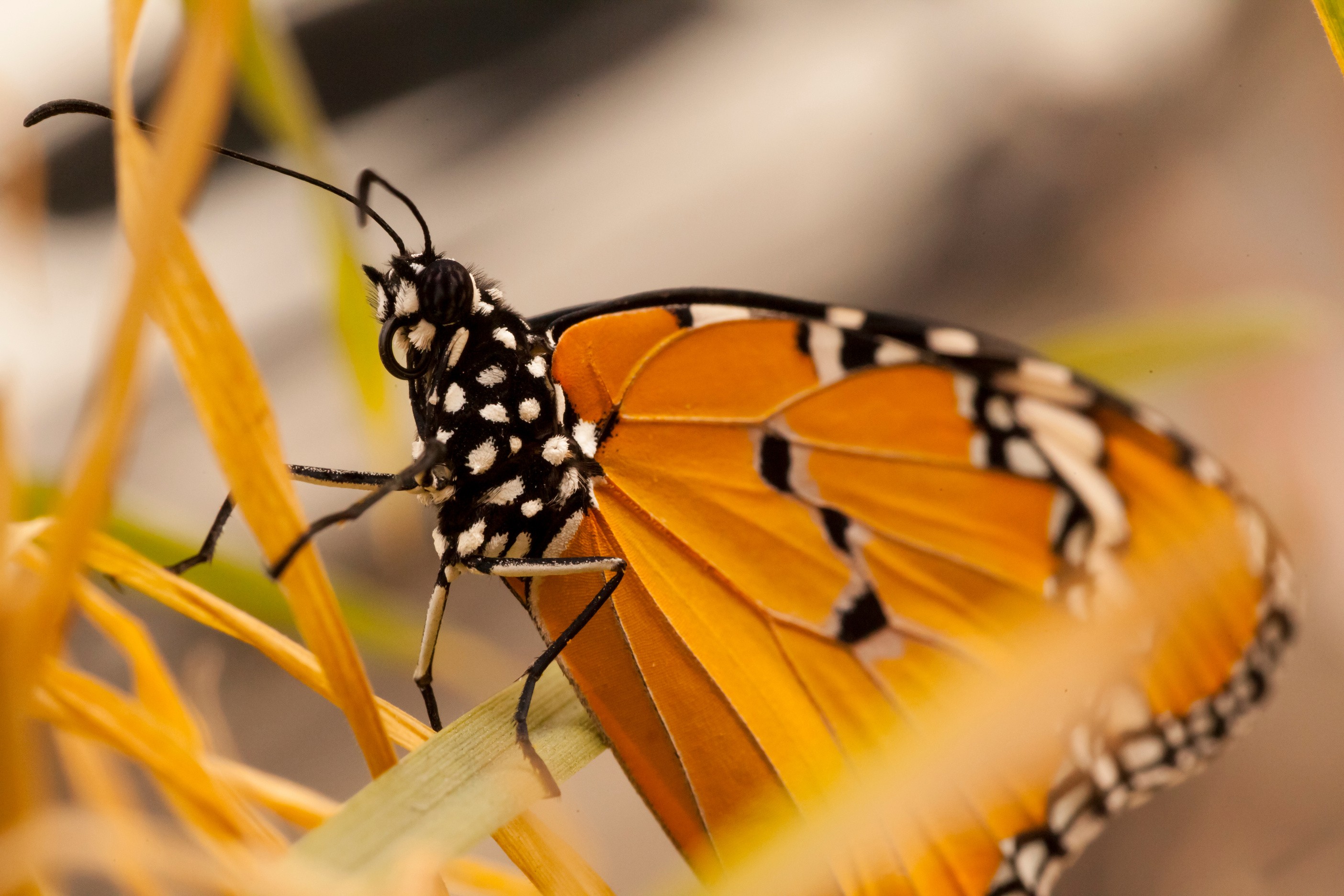 Mariposa monarca